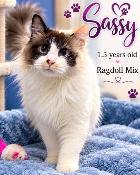 Sassy -  Ragdoll and Domestic Medium Hair Cat for Adoption in Fort Worth, Texas - Sassy | PetCurious