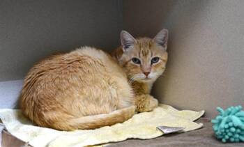 YELLER -  Domestic Short Hair Cat for Adoption in Loveland, Colorado - YELLER | PetCurious