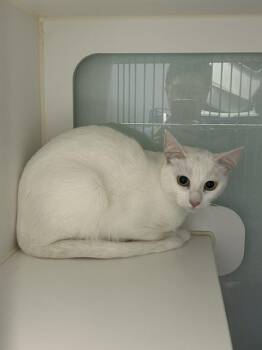 Marsha -  Domestic Short Hair Cat for Adoption in Muskegon, Michigan - Marsha | PetCurious