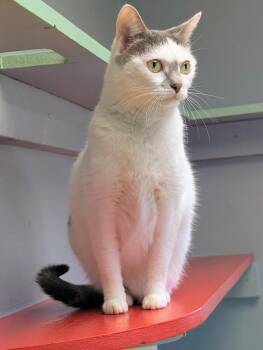 Rescue Domestic Short Hair Cats for Adoption in Waupun, Wisconsin - Aurora | PetCurious