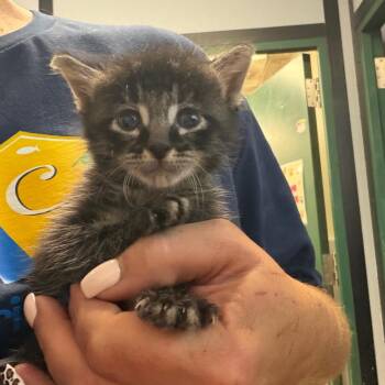 Mac -  Domestic Short Hair Cat for Adoption in Lake Jackson, Texas - Mac | PetCurious