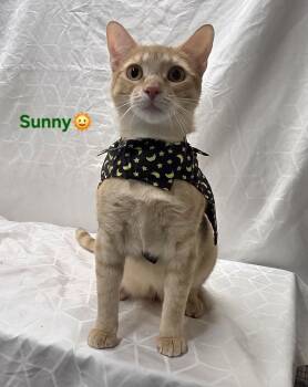 Sunny -  Domestic Short Hair Cat for Adoption in Whitewater, Wisconsin - Sunny | PetCurious
