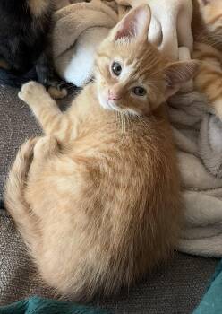 Kitten Teddy -  Domestic Short Hair Cat for Adoption in Cuyahoga Falls, Ohio - Kitten Teddy | PetCurious
