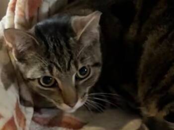 GIZMO -  Domestic Short Hair Cat for Adoption in Elizabethton, Tennessee - GIZMO | PetCurious