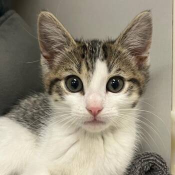 Kenji -  Domestic Short Hair Cat for Adoption in Redwood City, California - Kenji | PetCurious