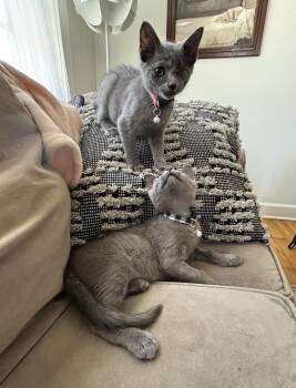 Rescue Domestic Short Hair Cats for Adoption in Landenberg, Pennsylvania - Bubbles | PetCurious