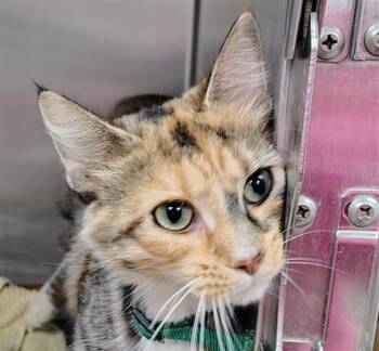 PSYCH -  Domestic Medium Hair Cat for Adoption in St. Louis, Missouri - PSYCH | PetCurious