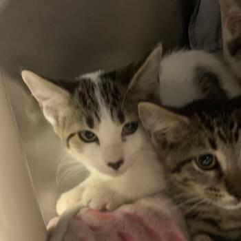 Rica -  Domestic Short Hair Cat for Adoption in West Palm Beach, Florida - Rica | PetCurious