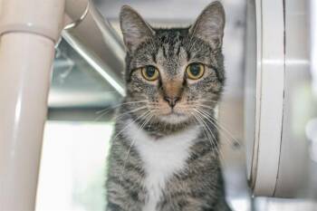 BONG -  Domestic Short Hair Cat for Adoption in Charlotte, North Carolina - BONG | PetCurious