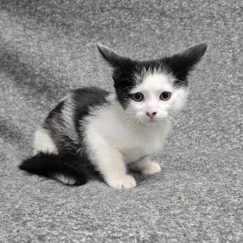 Creed -  Domestic Short Hair Cat for Adoption in Frankfort, Indiana - Creed | PetCurious