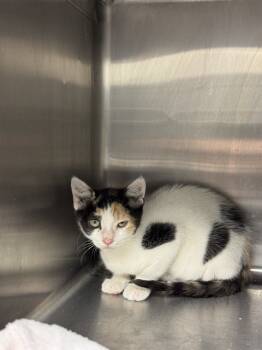 Rescue Domestic Short Hair Cats for Adoption in Stockton, California - CHILLY | PetCurious