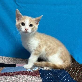 Buttercup -  Domestic Short Hair Cat for Adoption in Waterloo, Iowa - Buttercup | PetCurious