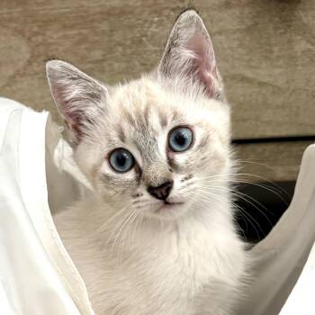 Prince Phillip -  Siamese Cat for Adoption in Beaufort, South Carolina - Prince Phillip | PetCurious