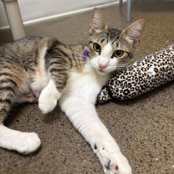 Enid -  Domestic Short Hair Cat for Adoption in Keizer, Oregon - Enid | PetCurious