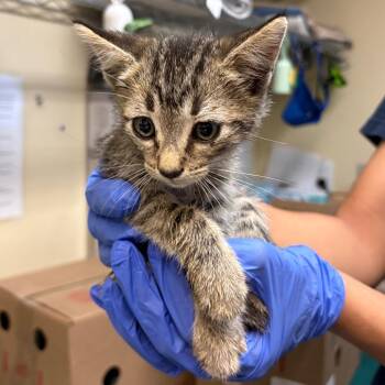 Tabatha -  Domestic Short Hair Cat for Adoption in Pasadena, California - Tabatha | PetCurious