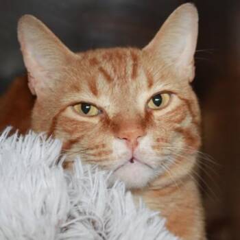 Domestic Short Hair Cats Available for Adoption in Richmond, Virginia - Tugaloo | PetCurious