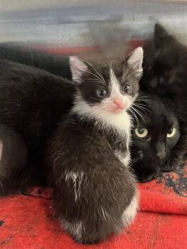 Domestic Short Hair Cats Available for Adoption in Pearland, Texas - ESPRESSO MACCHIATO | PetCurious