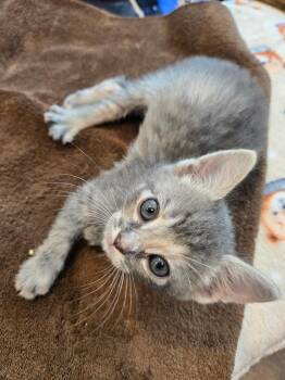 Tabby Cats Available for Adoption in San Juan Capistrano, California - Lady Jane | PetCurious