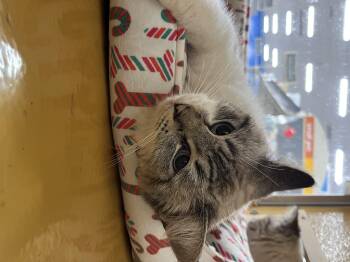 Rescue Siamese Cats for Adoption in Tustin, California - Olive | PetCurious