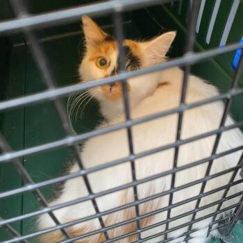 Polly Wolly Doodle -  Domestic Long Hair Cat for Adoption in Huntington, West Virginia - Polly Wolly Doodle | PetCurious