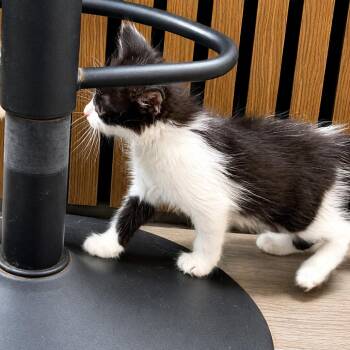 Mochi -  Domestic Medium Hair Cat for Adoption in Houston, Texas - Mochi | PetCurious