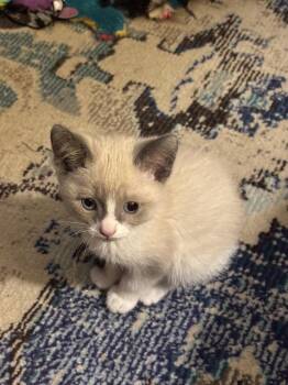 Domestic Short Hair Cats Available for Adoption - Java | PetCurious