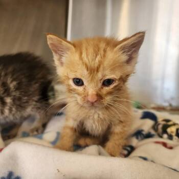 Domestic Short Hair Cats Available for Adoption in Evensville, Tennessee - Carter | PetCurious