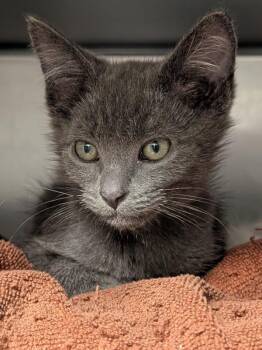 Honey -  Domestic Short Hair Cat for Adoption in Vancouver, Washington - Honey | PetCurious