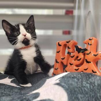 The One I Love -  Domestic Short Hair Cat for Adoption in Lynchburg, Virginia - The One I Love | PetCurious