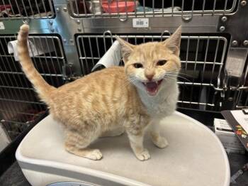 Domestic Short Hair Cats Available for Adoption in Antioch, California - COAST | PetCurious