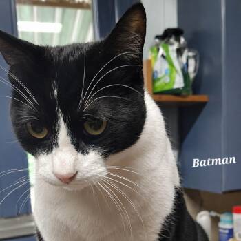 Batman -  Domestic Short Hair Cat for Adoption in Layton, Utah - Batman | PetCurious