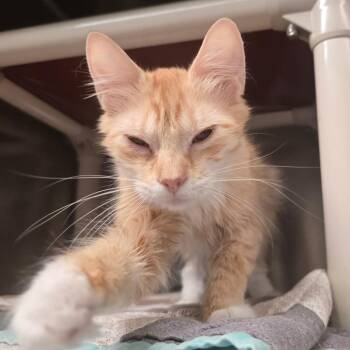 Eggs -  Domestic Medium Hair Cat for Adoption in Kennebunk, Maine - Eggs | PetCurious