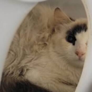 Rescue Domestic Medium Hair Cats for Adoption in Gloucester, Virginia - Turnip | PetCurious