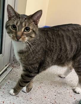 Riley -  Domestic Short Hair Cat for Adoption in Stratham, New Hampshire - Riley | PetCurious