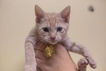 Tofu -  Domestic Short Hair and Tabby Cat for Adoption in Mountain Home, Arkansas - Tofu | PetCurious