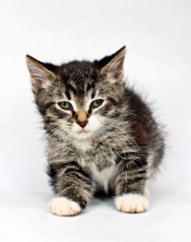 Enchant -  Domestic Medium Hair and Domestic Short Hair Cat for Adoption in Morton Grove, Illinois - Enchant | PetCurious