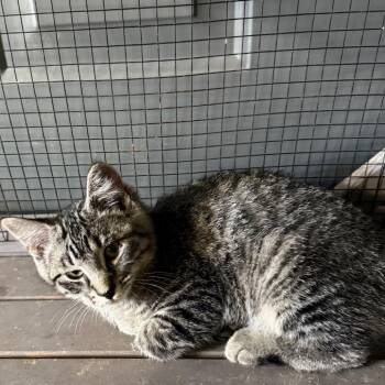 Bengie -  Domestic Short Hair Cat for Adoption in Ferndale, Washington - Bengie | PetCurious
