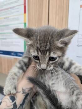 Rachel -  Domestic Short Hair Cat for Adoption in Kennewick, Washington - Rachel | PetCurious