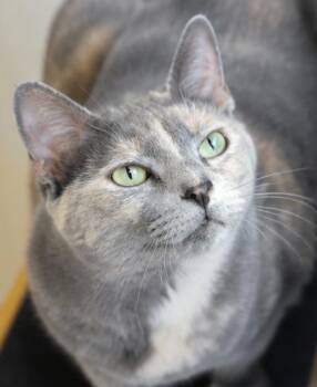 Pearlie -  Domestic Short Hair Cat for Adoption in Fort Worth, Texas - Pearlie | PetCurious