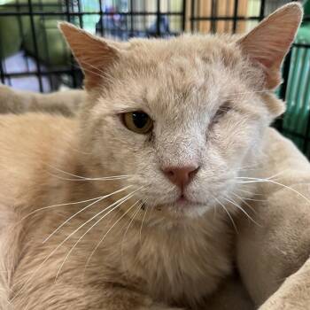 Guthrie -  Domestic Short Hair Cat for Adoption in Mt. Juliet, Tennessee - Guthrie | PetCurious