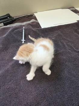 Happy -  Domestic Short Hair Cat for Adoption in Fishers, Indiana - Happy | PetCurious