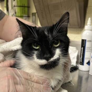 Batches -  Domestic Short Hair Cat for Adoption in Asheville, North Carolina - Batches | PetCurious