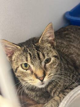 Neutron -  Domestic Short Hair Cat for Adoption in New Kensington, Pennsylvania - Neutron | PetCurious