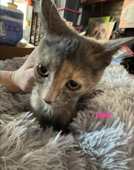 Lida - Not at shelter (Kori) -  Domestic Short Hair Cat for Adoption in Rustburg, Virginia - Lida - Not At Shelter (Kori) | PetCurious
