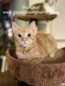 Rescue Domestic Short Hair Cats for Adoption in Locust Grove, Georgia - Pumpkin-CCHS | PetCurious