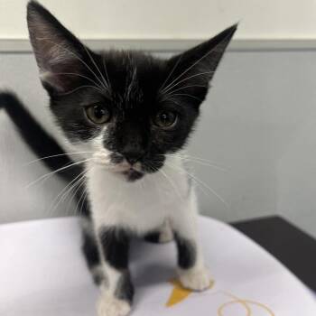 Luke -  Domestic Short Hair Cat for Adoption in Tampa, Florida - Luke | PetCurious