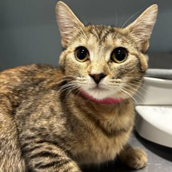 Ceviche -  Domestic Short Hair Cat for Adoption in Chattanooga, Tennessee - Ceviche | PetCurious