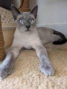 Siamese Cats Available for Adoption in Riverside, California - Sammie 2 | PetCurious
