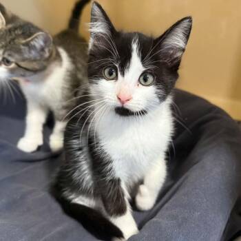 Sweetart -  Domestic Short Hair Cat for Adoption in Penn Yan, New York - Sweetart | PetCurious