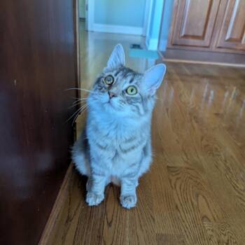 Domestic Long Hair Cats Available for Adoption in La Grange, Kentucky - Jaspurr | PetCurious